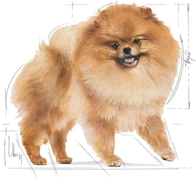 Royal Canin Pomeranian Adult Trockenfutter fuer kleine Hunde, verschiede