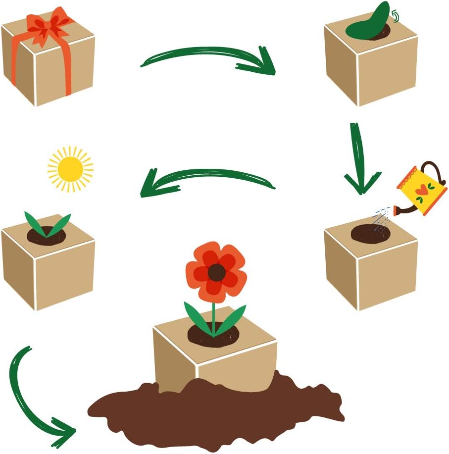 Ecocube Sonnenblume Anzuchtset Holz-Wuerfel mit Samen Geschenkidee