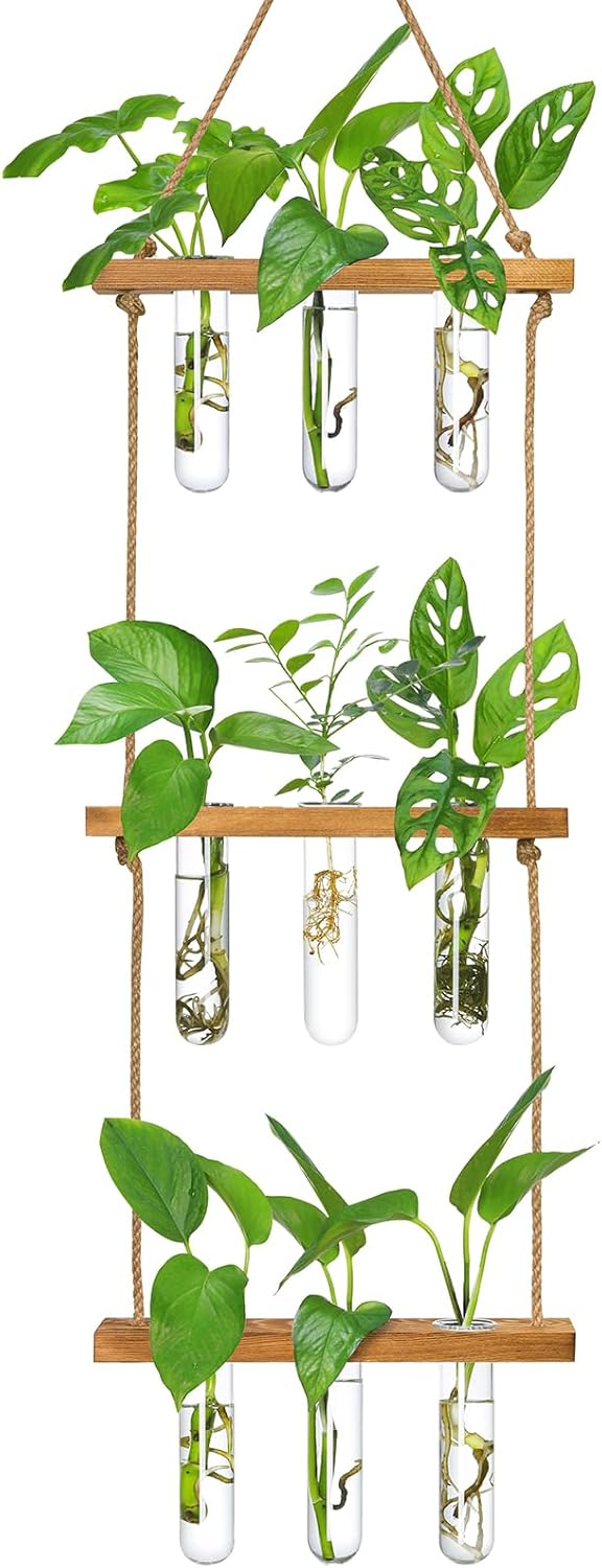XXXFLOWER Reagenzglaeser 3x5 mit Staender Glas Vase Hydrokultur Stecklinge