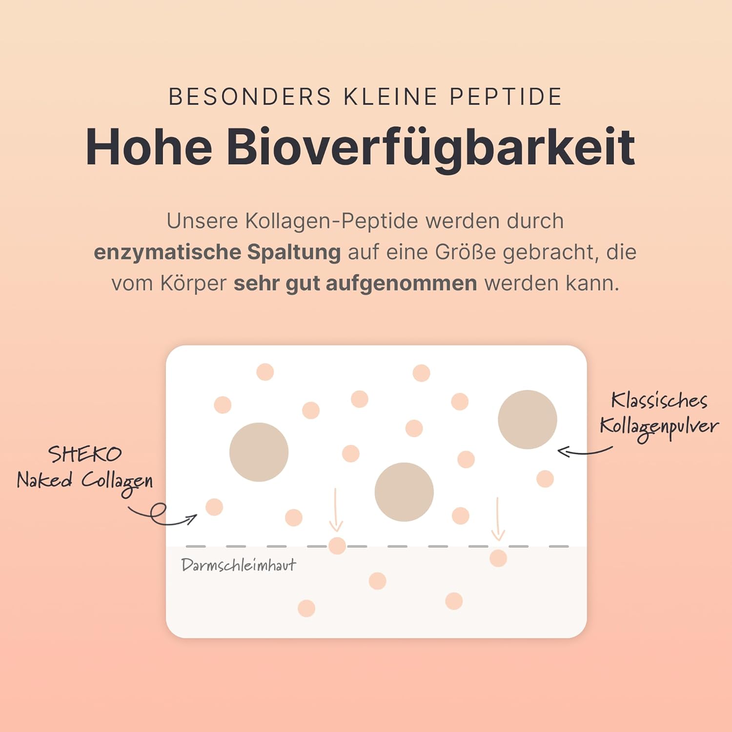 SHEKO Kollagen Peptide Pulver Hydrolysiertes Kollagen Protein