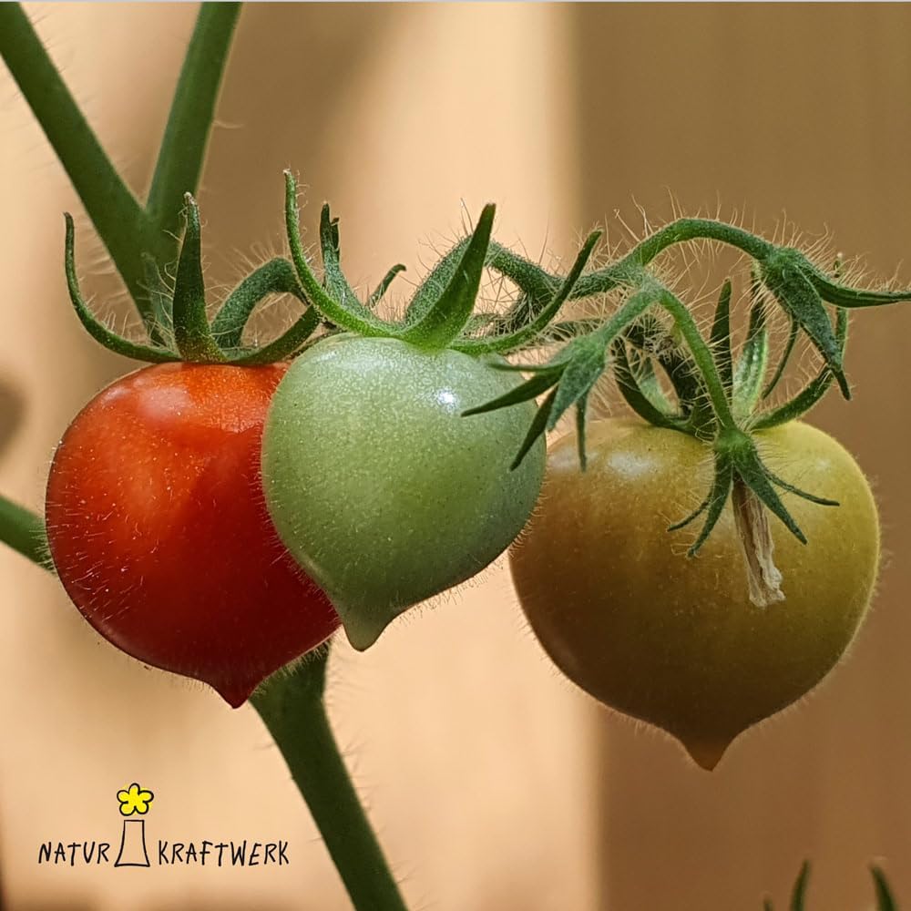 Herztomate Anzuchtset mit seltenen Tomatensamen fuer Hobbygaertner