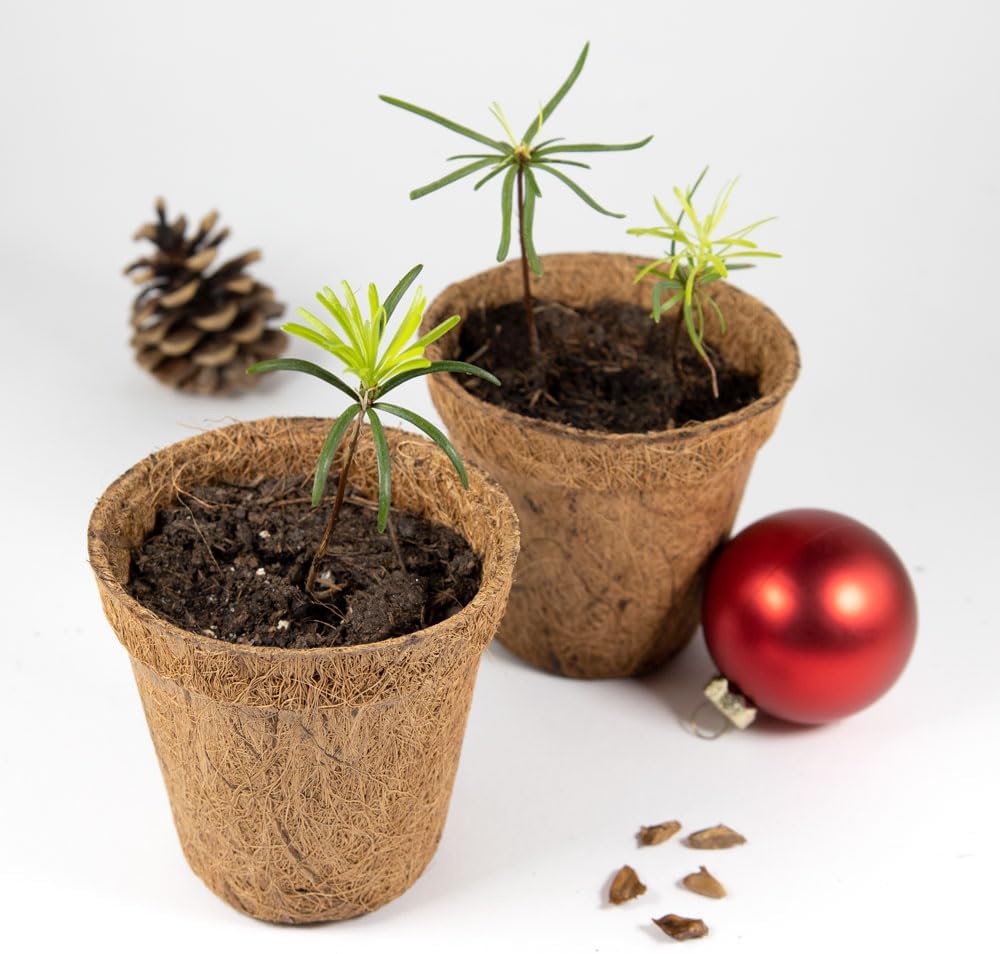 Nordmanntanne Anzuchtset Christbaum Samen Geschenkset Garten Zubehoer