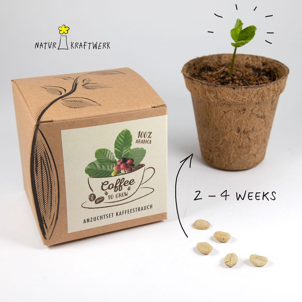 Coffee To Grow Kaffeestrauch Anzuchtset Pflanzset Geschenk