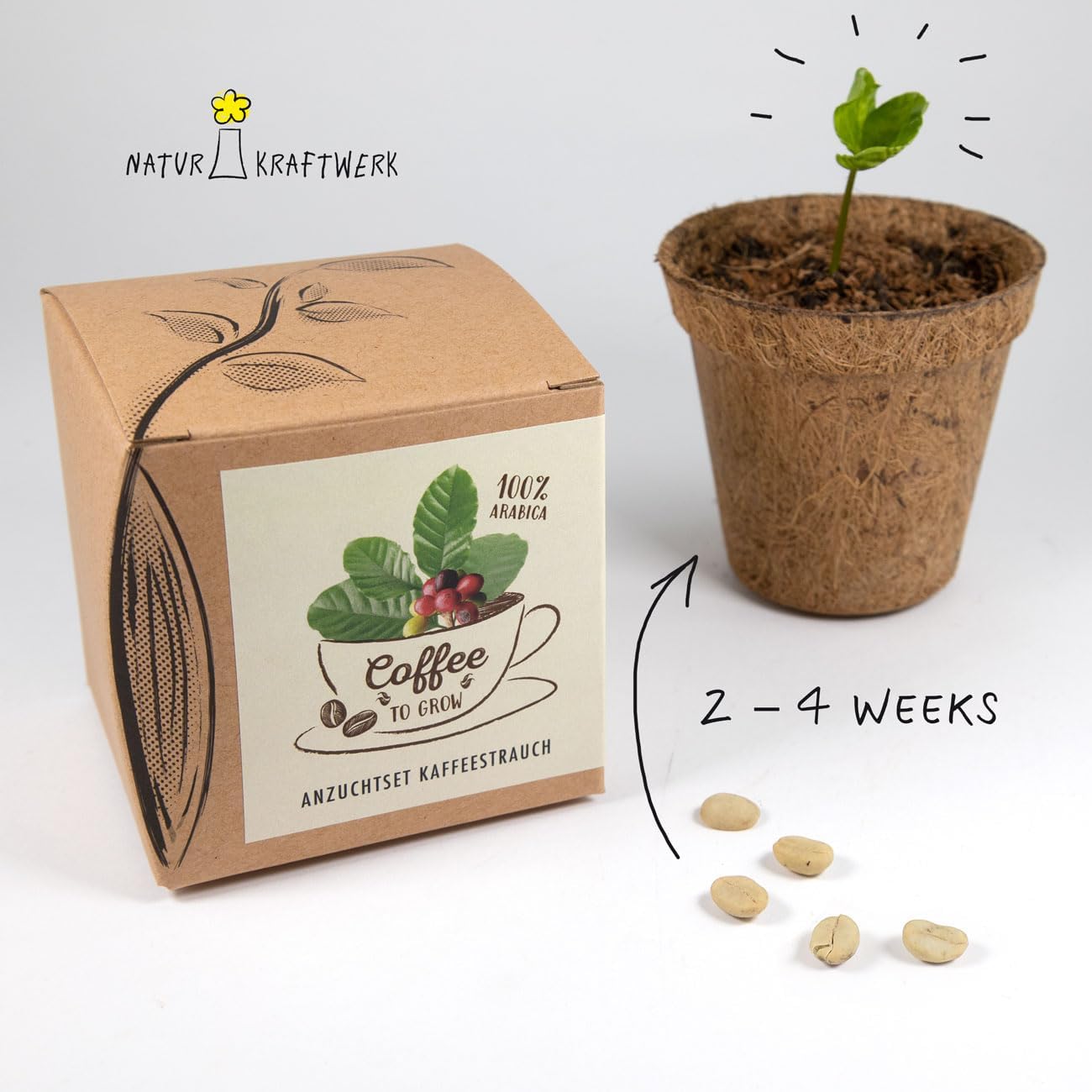 Coffee To Grow Kaffeestrauch Anzuchtset Pflanzset Geschenk