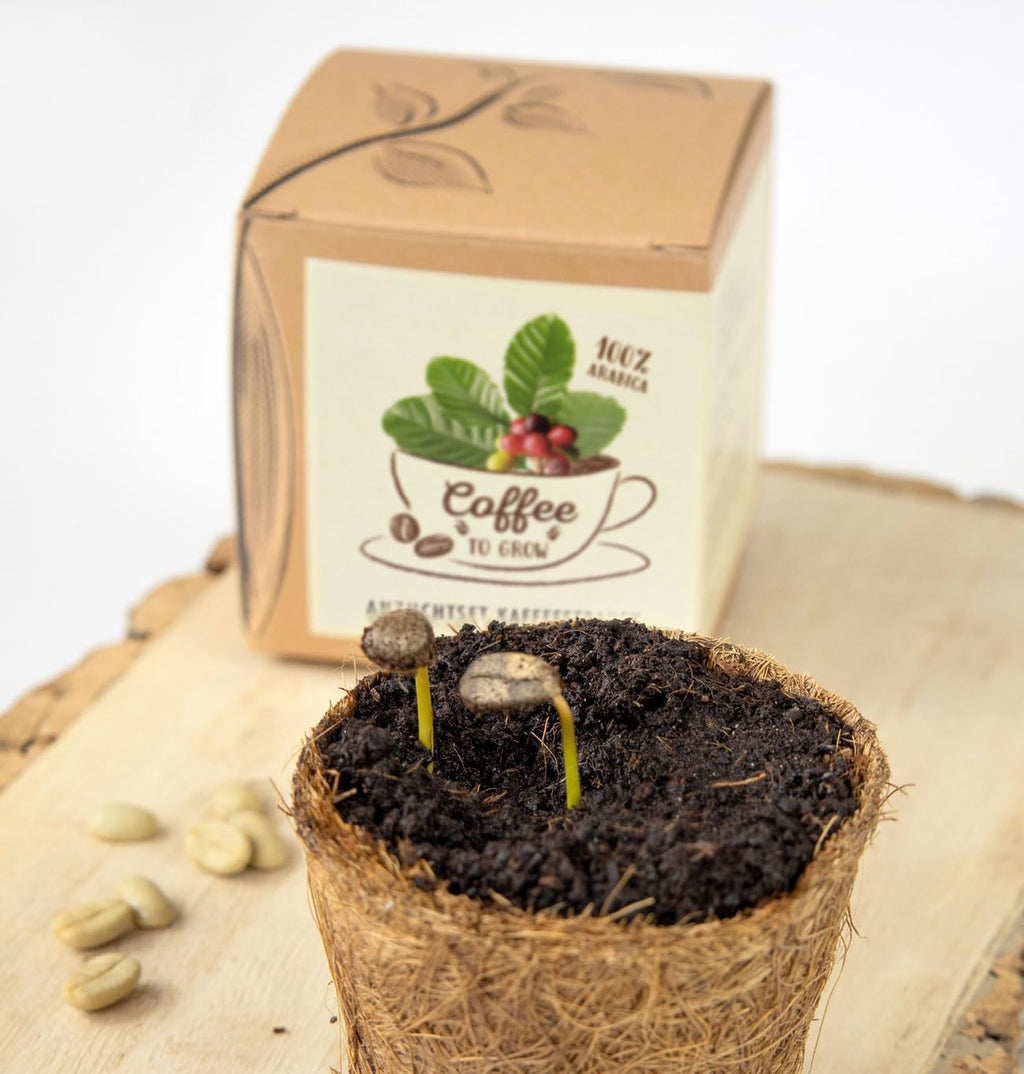 Coffee To Grow Kaffeestrauch Anzuchtset Pflanzset Geschenk