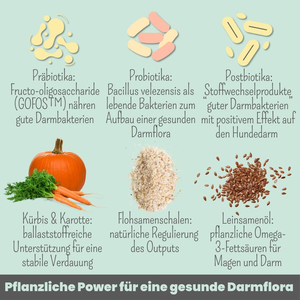 noms+ Probio Belly Snacks Hund XXL Beutel Probiotika Darmaufbau Allergiker