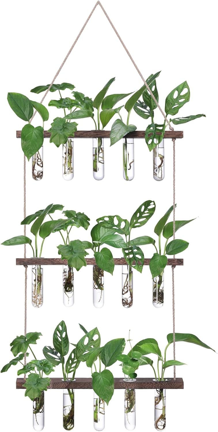 XXXFLOWER Reagenzglaeser 3x5 mit Staender Glas Vase Hydrokultur Stecklinge
