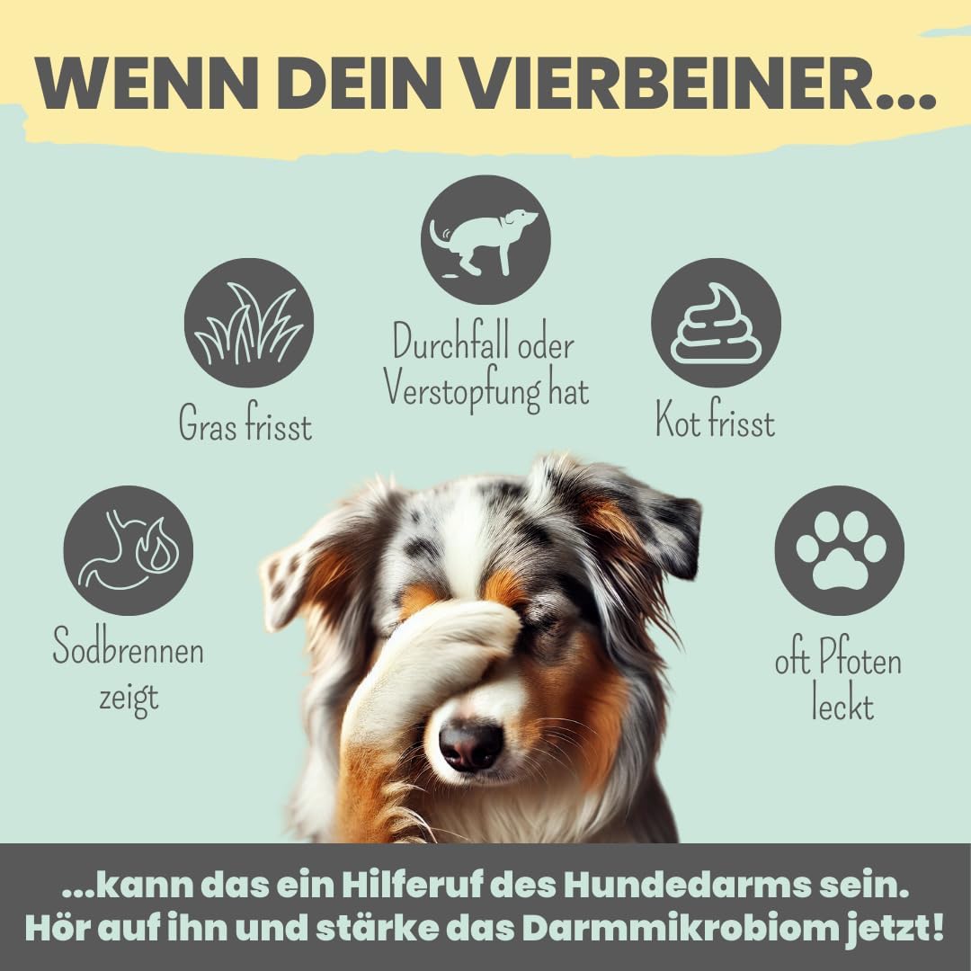 noms+ Probio Belly Snacks Hund XXL Beutel Probiotika Darmaufbau Allergiker