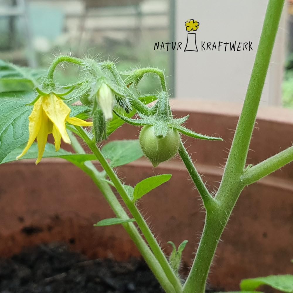 Herztomate Anzuchtset mit seltenen Tomatensamen fuer Hobbygaertner