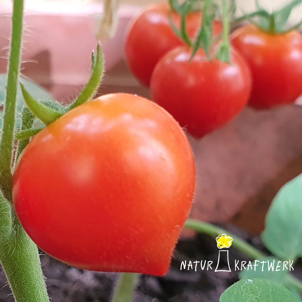 Herztomate Anzuchtset mit seltenen Tomatensamen fuer Hobbygaertner