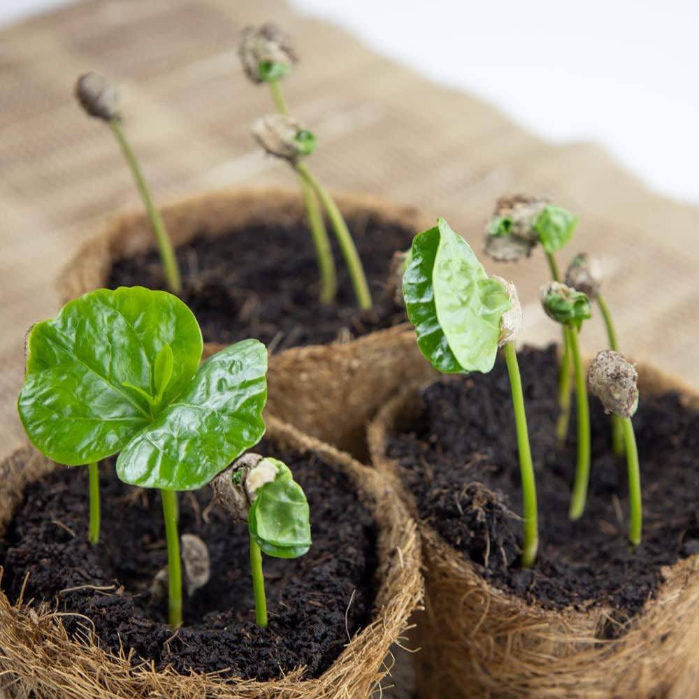 Coffee To Grow Kaffeestrauch Anzuchtset Pflanzset Geschenk