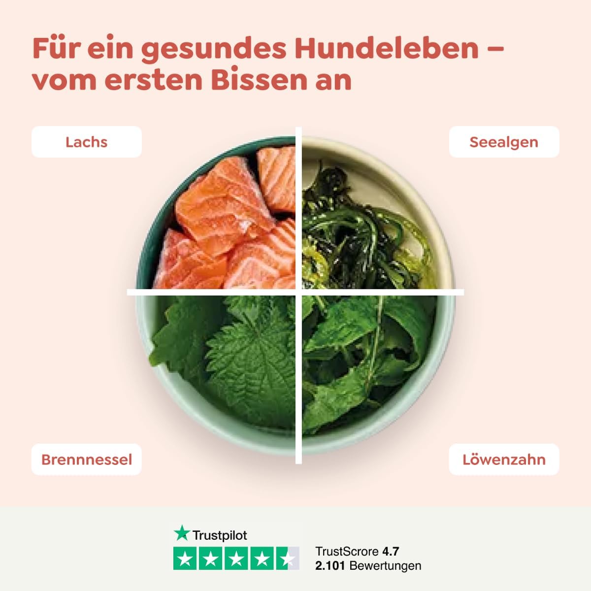 WOW Dog Nassfutter Lachs Dose 6er Pack - verschiedene Sorten, ge