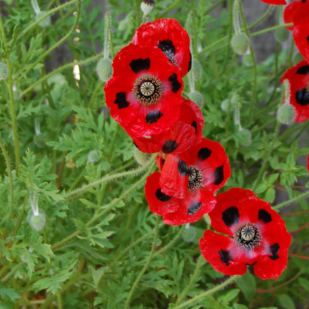 Marienkaeferblume Anzuchtset Samen fuer Garten Balkon Geschenk