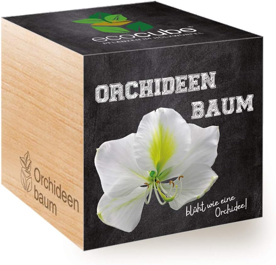 Ecocube Aloe Vera Anzuchtset im Holzwuerfel Zimmerpflanze Geschenk