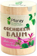 Orchideenbaum Anzuchtset im Holzzylinder Pflanze Geschenkidee