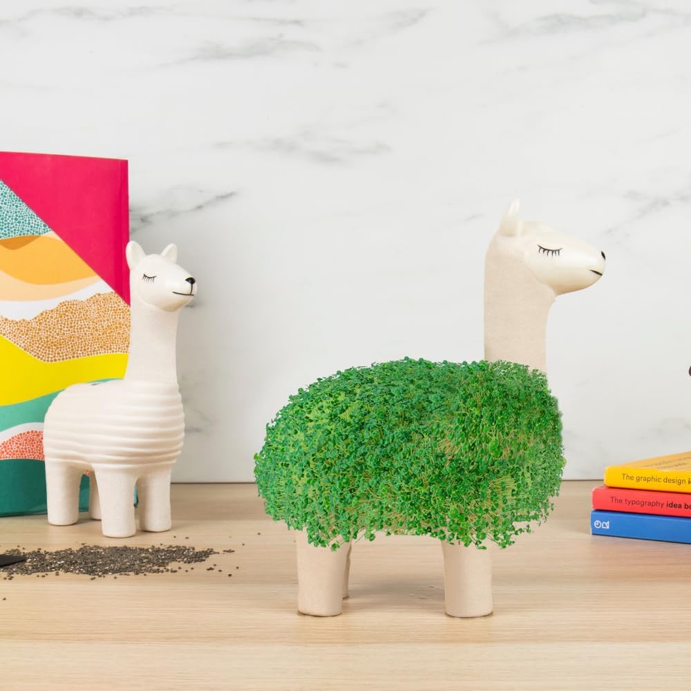 Lama Anzuchtset mit Chia Samen und Keramik Pflanztier - Geschenkset