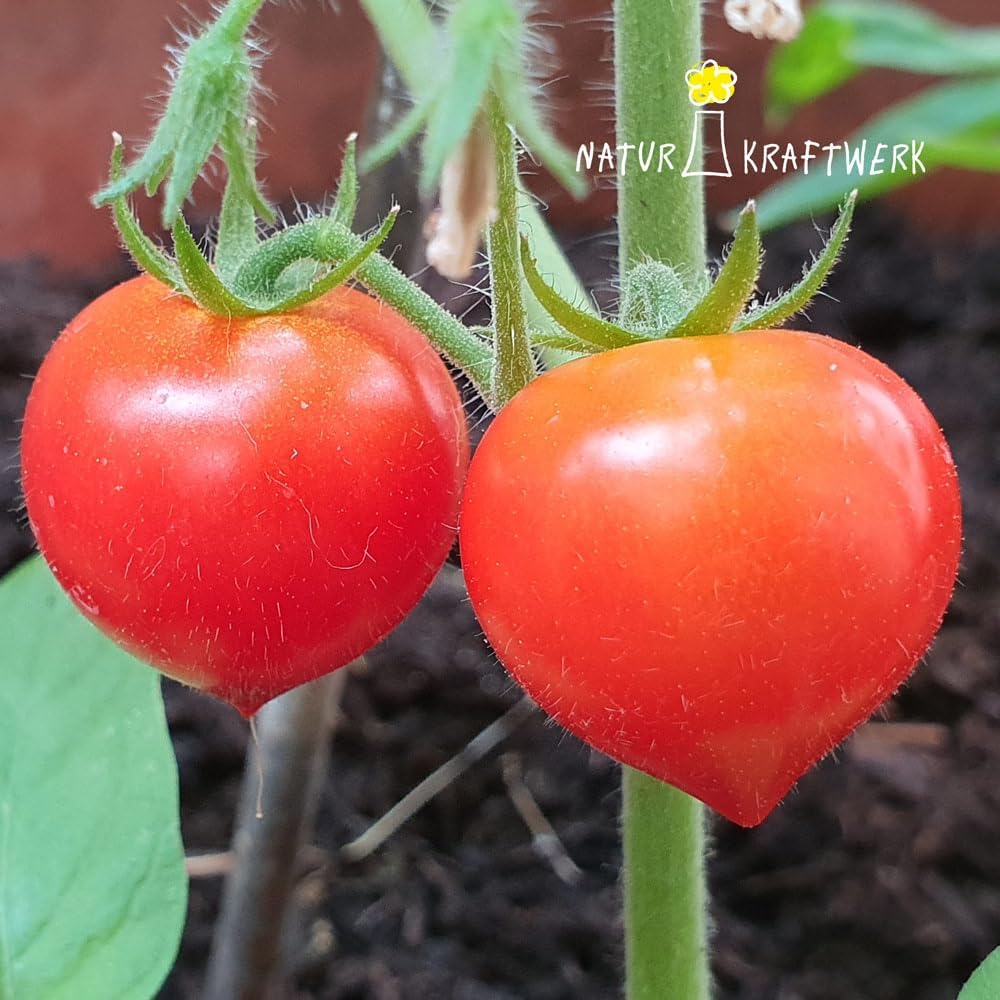 Herztomate Anzuchtset mit seltenen Tomatensamen fuer Hobbygaertner