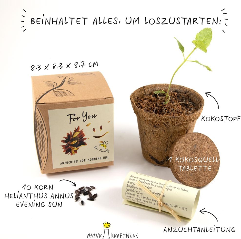 Sonnenblume Abendrot Anzuchtset mit Topf Pflanzset Geschenk