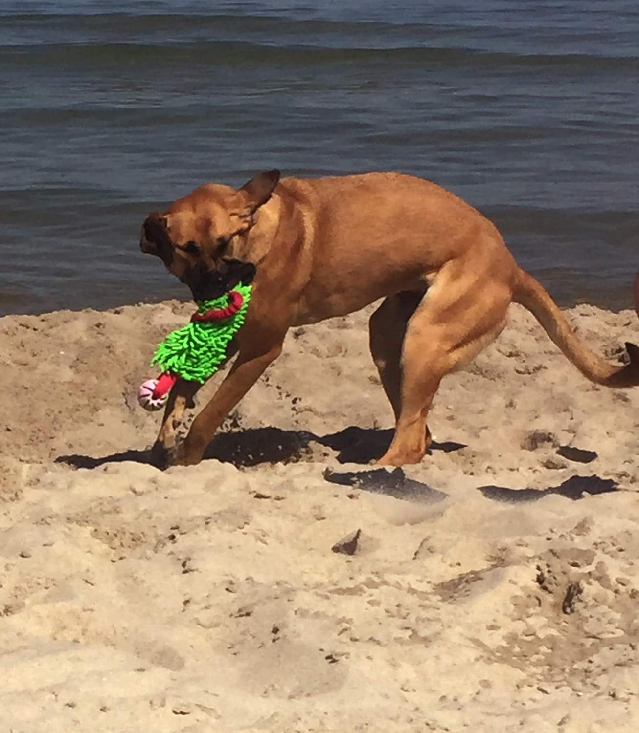 Dingo Mop Bungee Hundespielzeug Gruen Mikrofaser Vanille Duft Tauzieh Ball