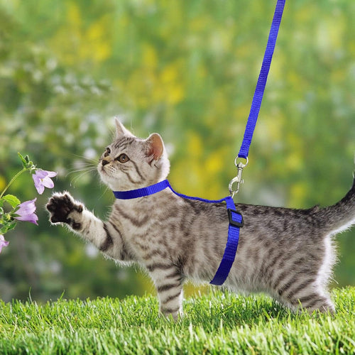 2er Set Katzengeschirr Nylon verstellbar mit Leine Blau Rosa Kaetzchen