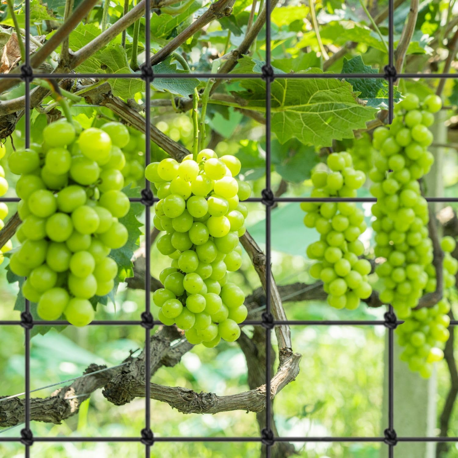 Scrog Netz 90x90 cm Pflanzennetz mit 4 rostfreien S-Haken Spaliernetz
