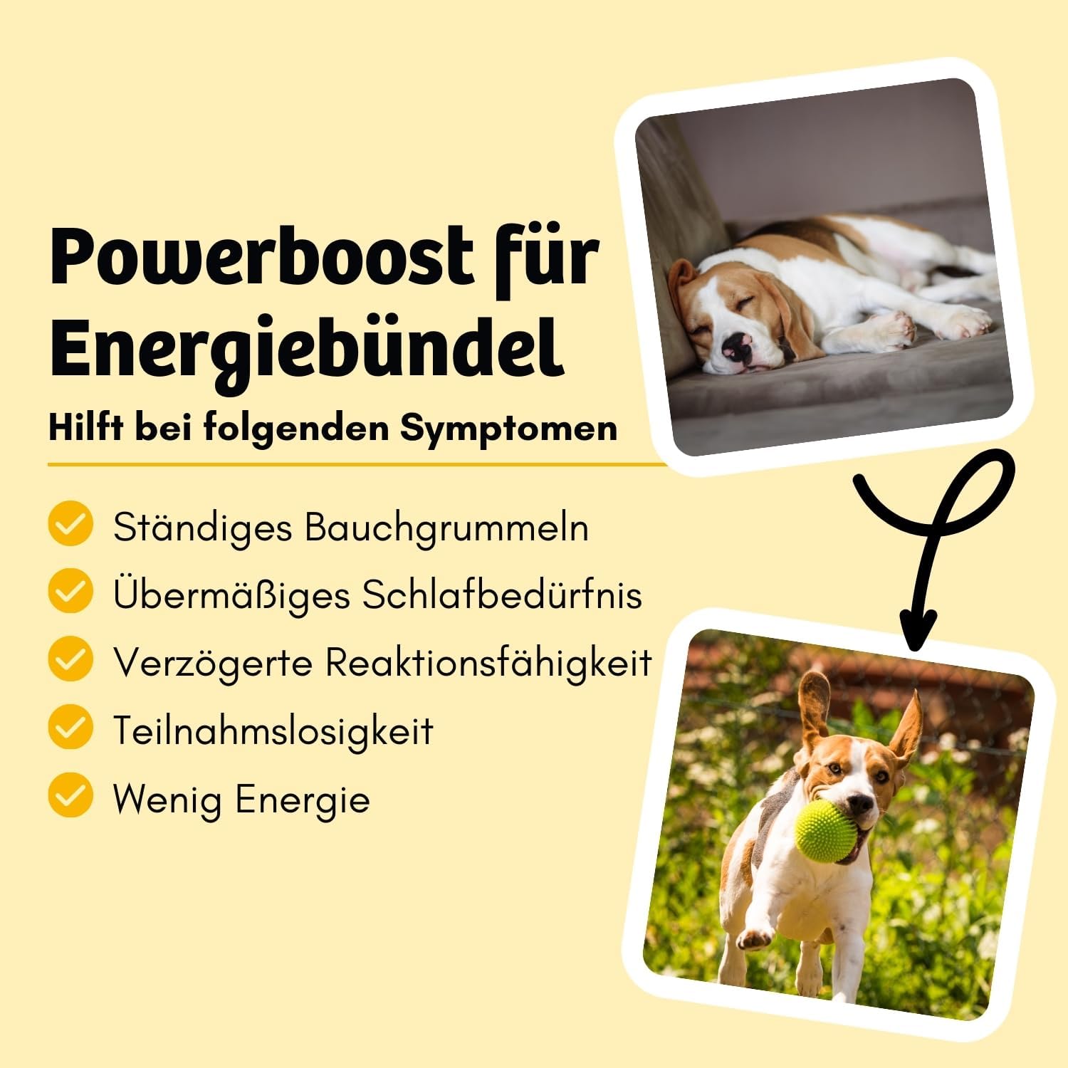 BugBell Trockenfutter Insektenprotein mit Schwarzkuemmeloel Kokosoel Zistrosen