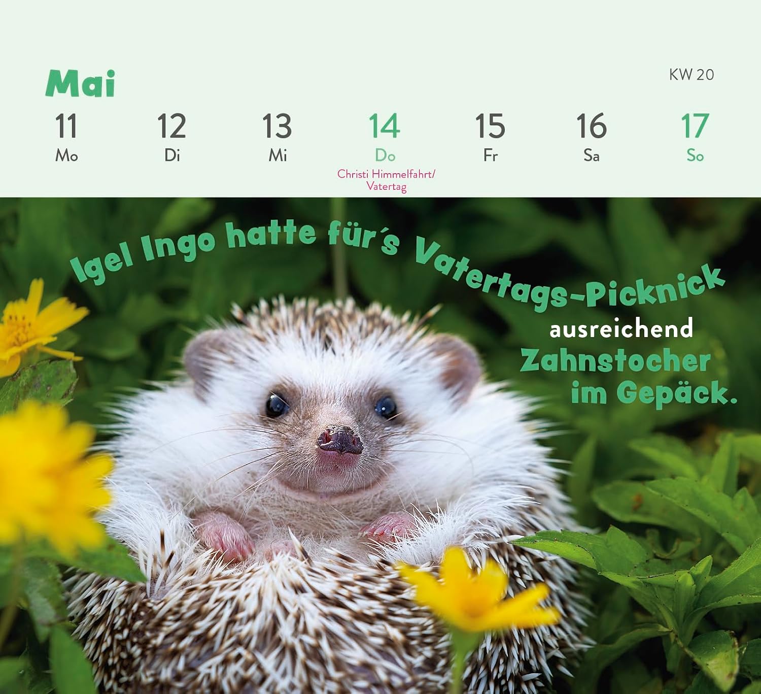 Mini Wochenkalender 2026 Tischkalender Tierisch Gechillt mit Tierfotos