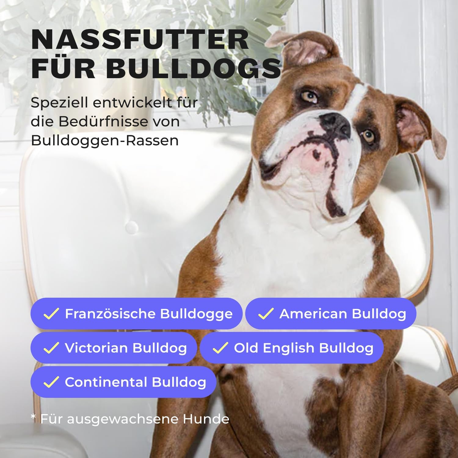 HEY HOLY Nassfutter Bulldogge 6x750g Lachs hochvertraeglich natuerliche Zutaten