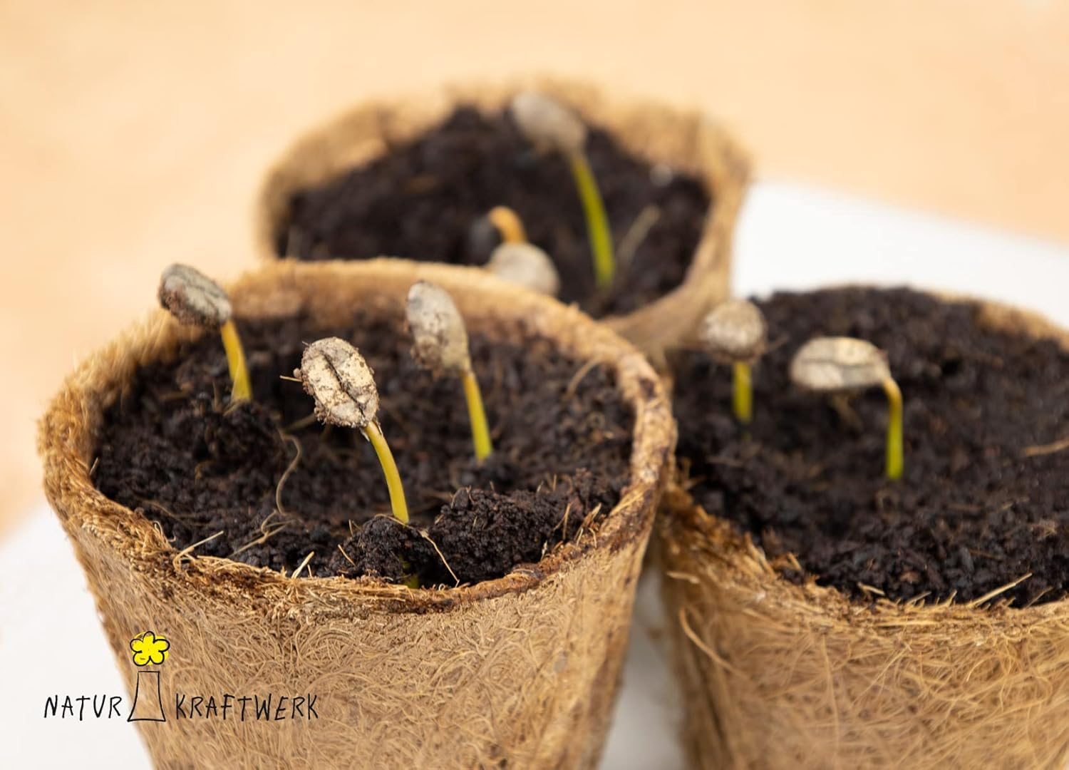 Coffee To Grow Kaffeestrauch Anzuchtset Pflanzset Geschenk