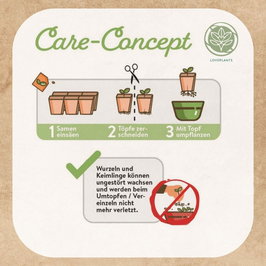 Bonsai Starter Kit mit 4 Samen Anzuchtset plastikfrei nachhaltig Geschenk