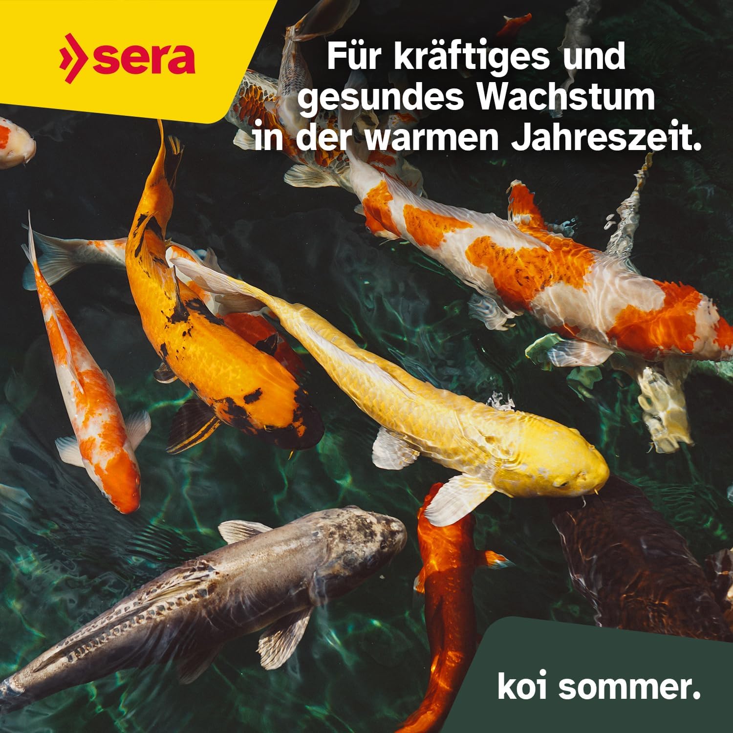 sera Koi Professional Summer Koifutter Ringkernpellets 17°C+