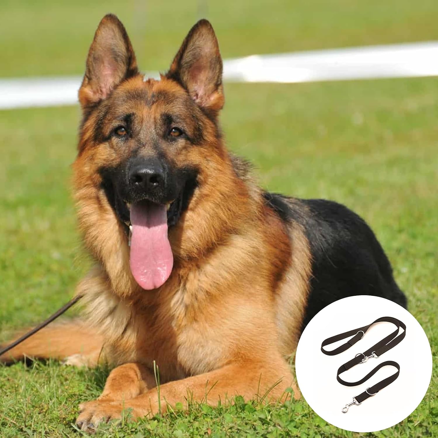 Hundeleine 2,5 cm x 260 cm verstellbar schwarz mit 2 Karabinern für große Hunde