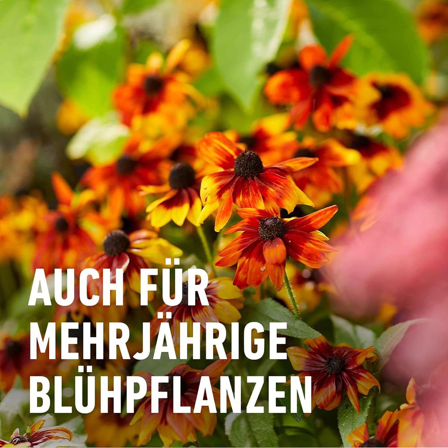COMPO Stauden Langzeitduenger 2 kg fuer bluehende Stauden, Langzeitwirkung