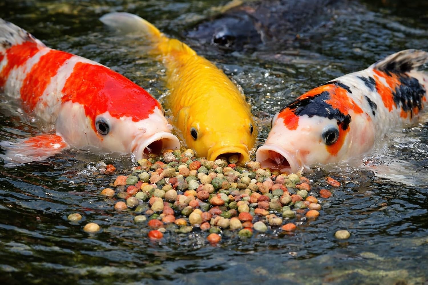 Koi Futter schwimmende 6 mm Pellets Pack fuer Koi Goldfisch Orfe verschiedene
