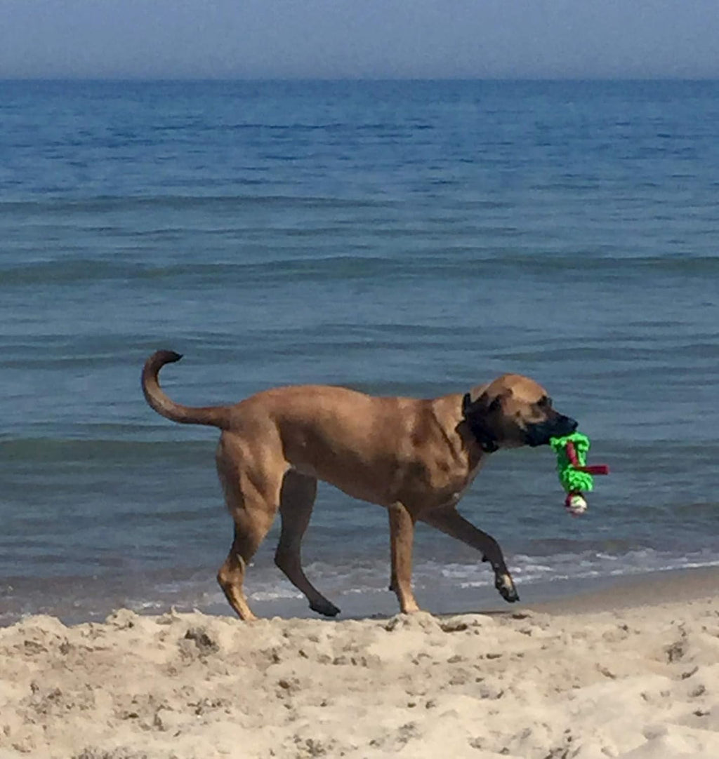 Dingo Mop Bungee Hundespielzeug Gruen Mikrofaser Vanille Duft Tauzieh Ball