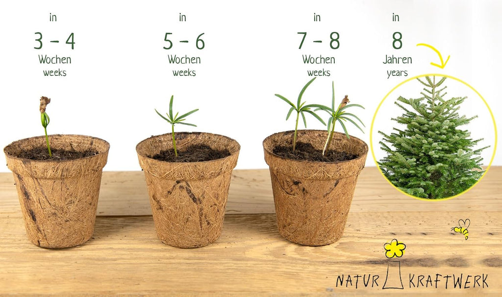 Nordmanntanne Anzuchtset Christbaum Samen Geschenkset Garten Zubehoer