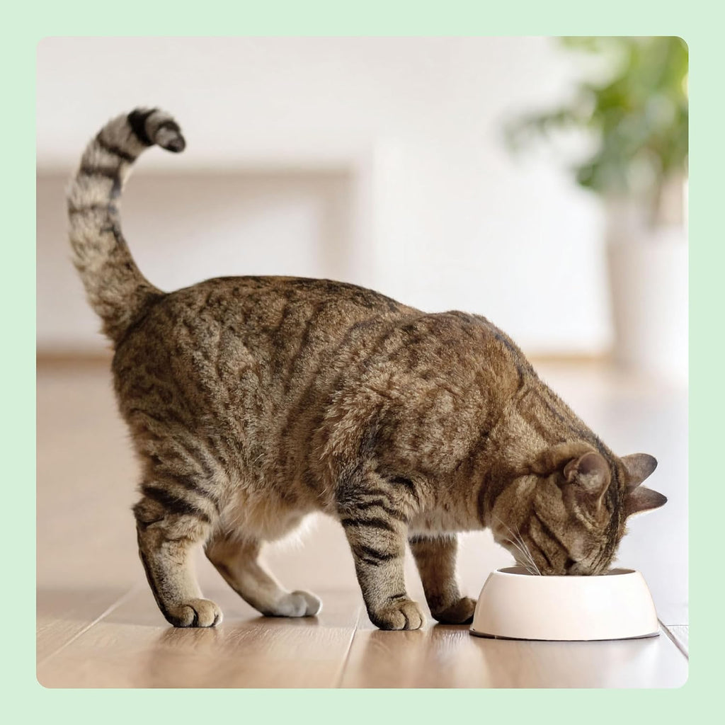Katzenfutter trocken Adult frischer Lachs 3 kg getreidefrei