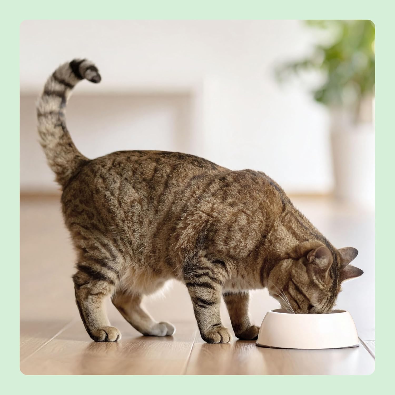 Katzenfutter trocken Adult frischer Lachs 3 kg getreidefrei