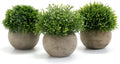 Gomaihe Kuenstliche Zimmerpflanze 3er Set mit grauen Toepfen 9,5×13 cm