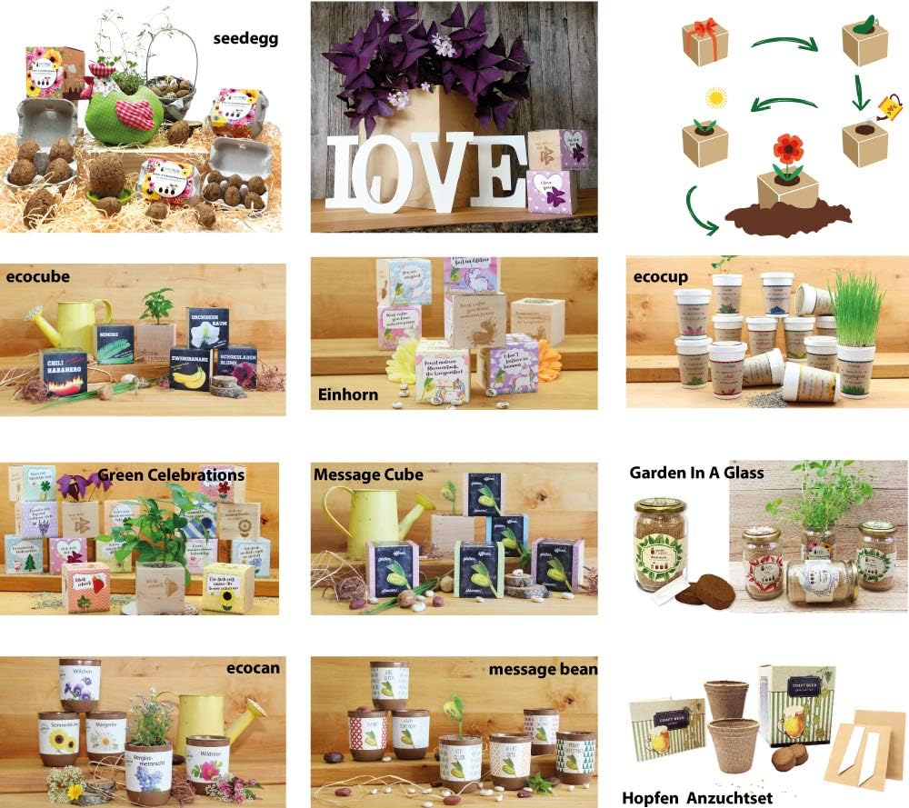 Ecocube Aloe Vera Anzuchtset im Holzwuerfel Zimmerpflanze Geschenk