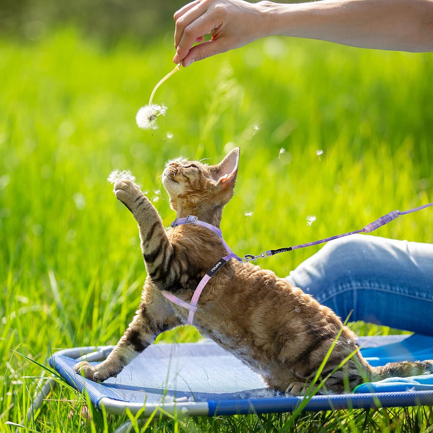 TIESOME Katzengeschirr mit Leine und Halsband, verstellbar, ausbruchsicher, Farb