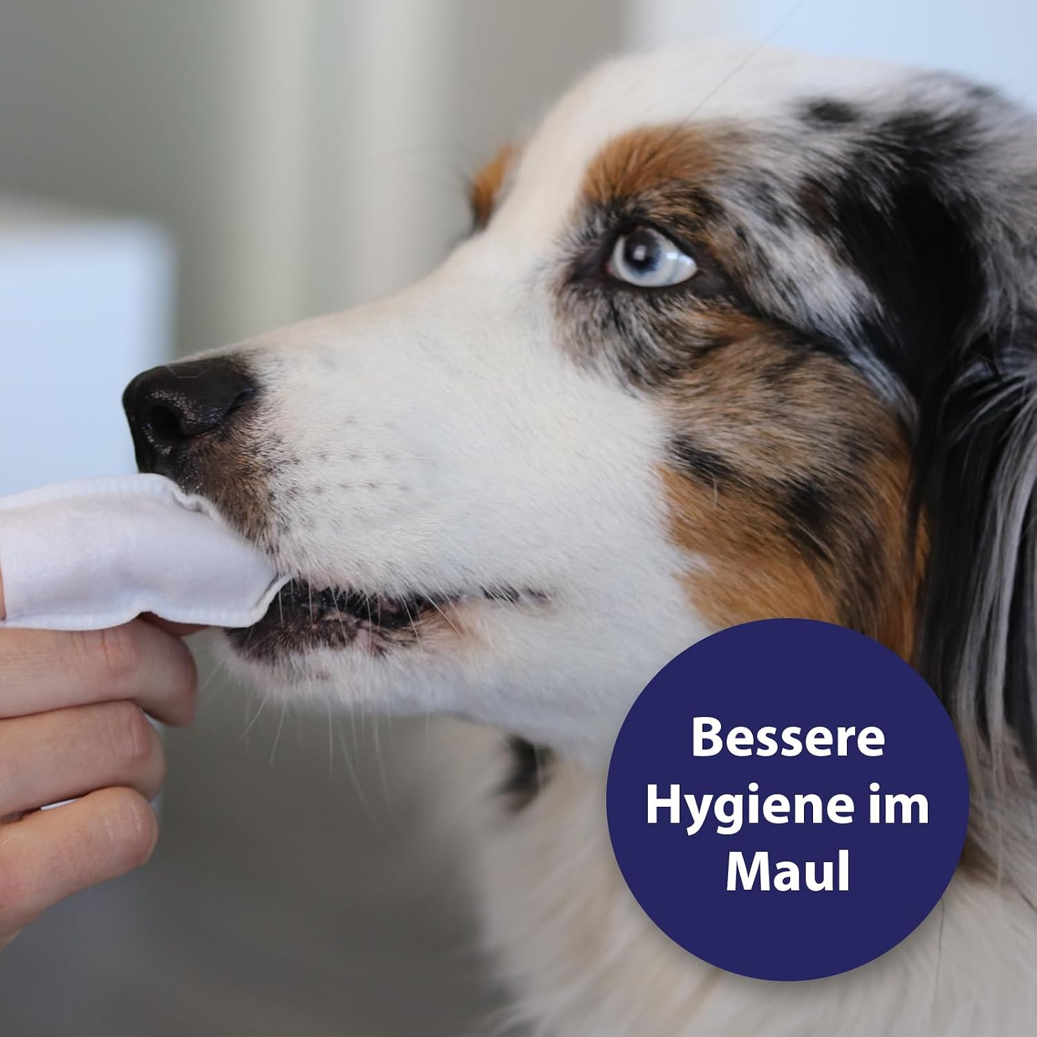 Canosept Zahnpflegespray für Hunde gegen Zahnstein und Mundgeruch
