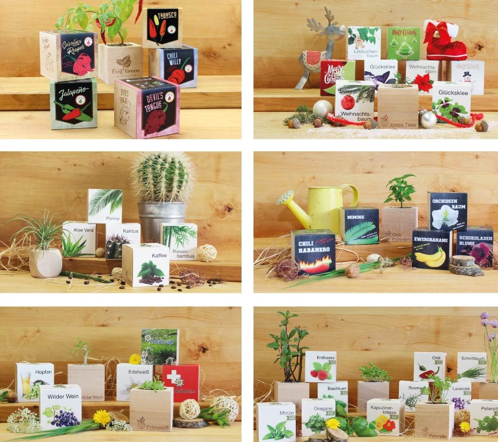 Ecocube Aloe Vera Anzuchtset im Holzwuerfel Zimmerpflanze Geschenk