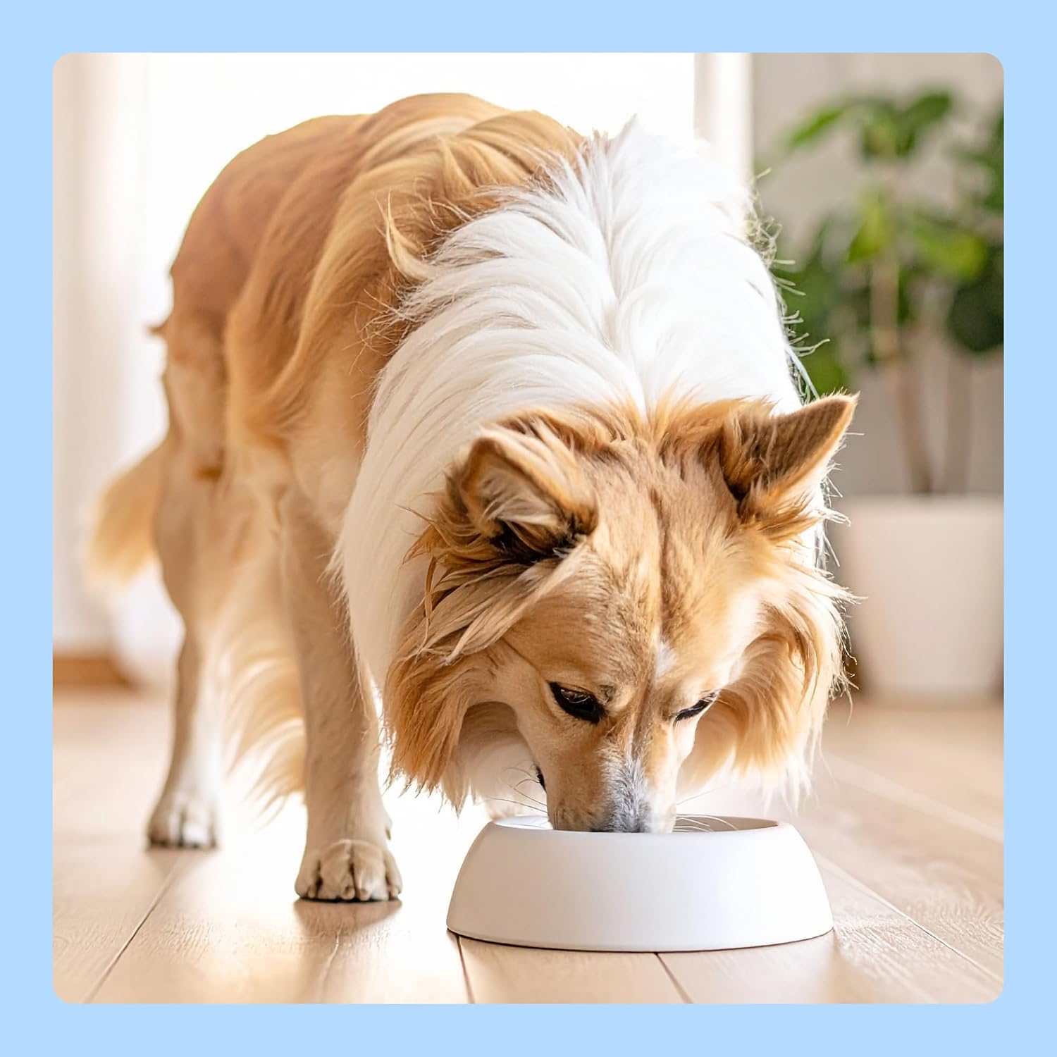 Hundefutter nass Rind in Dosen verschiedene Sorten