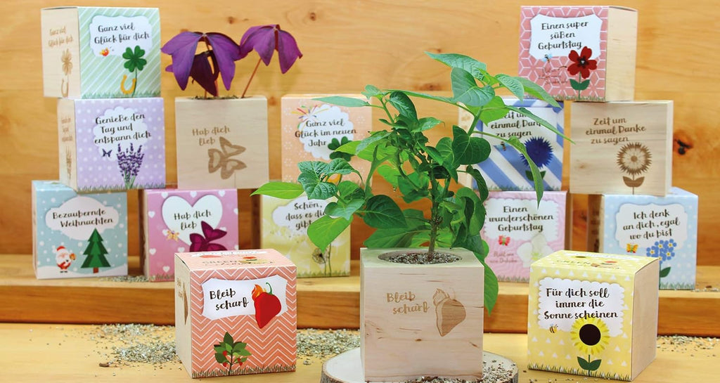 Ecocube Sonnenblume Anzuchtset Holz-Wuerfel mit Samen Geschenkidee