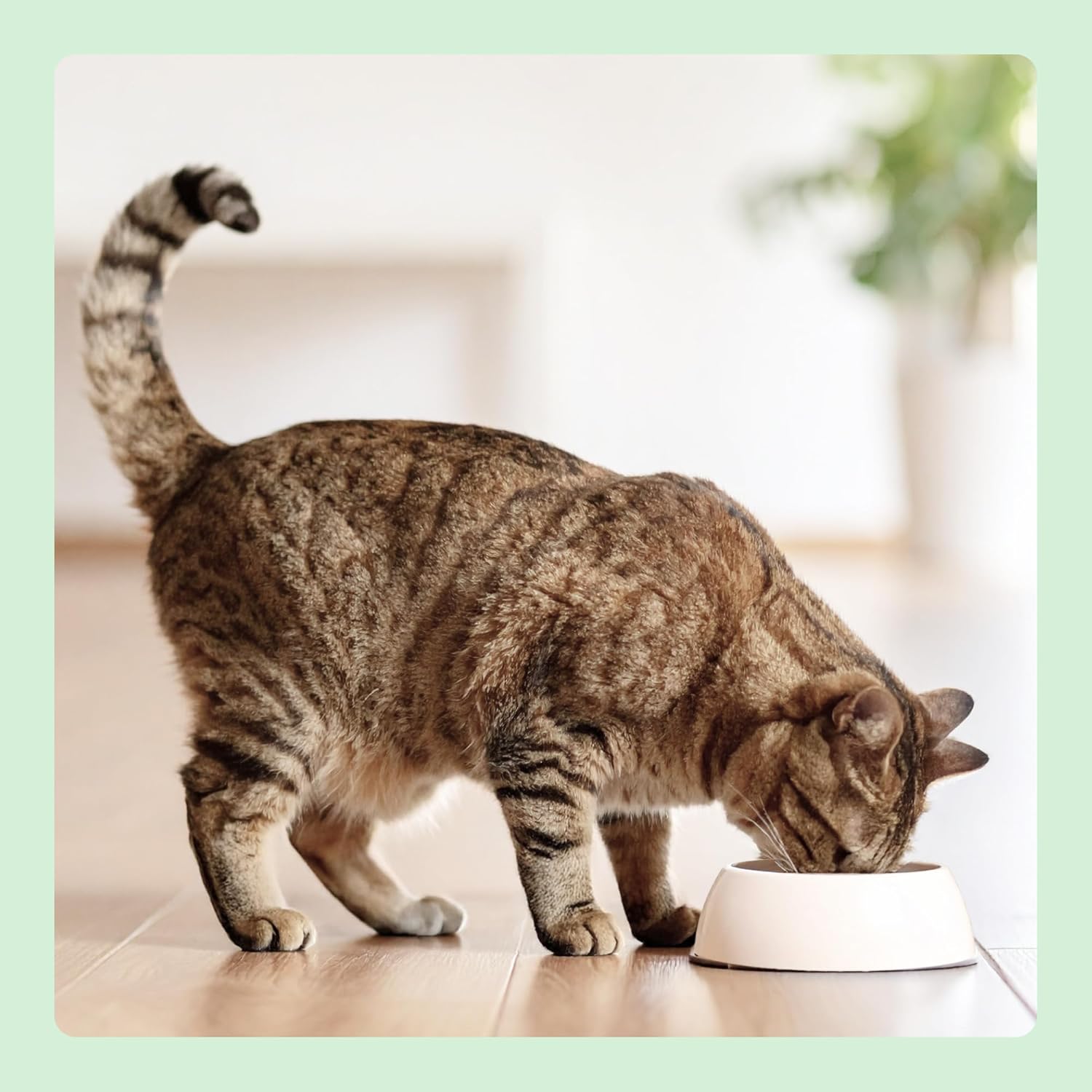Katzen Nassfutter Pastete Huhn getreidefrei Dose 12 Stueck