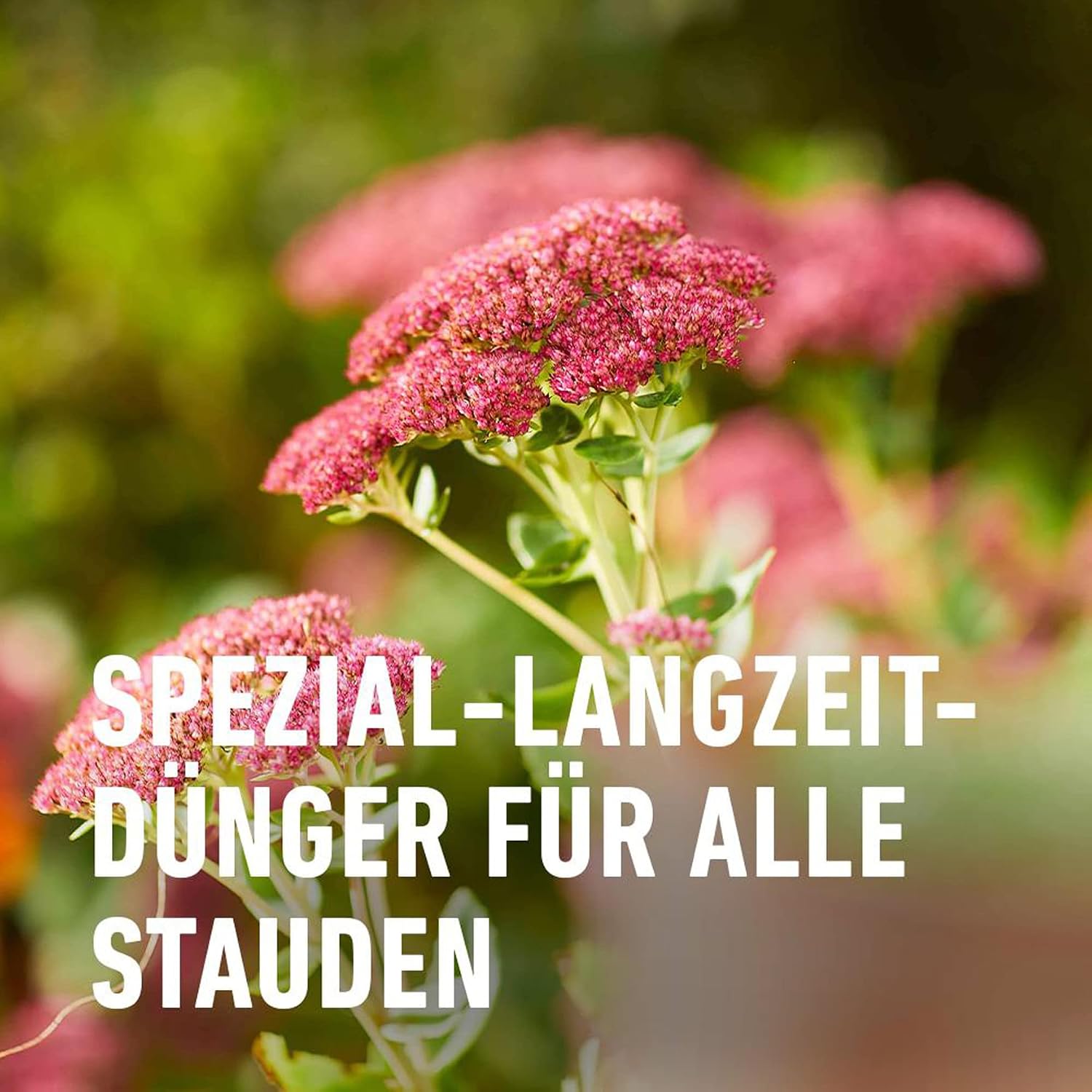 COMPO Stauden Langzeitduenger 2 kg fuer bluehende Stauden, Langzeitwirkung