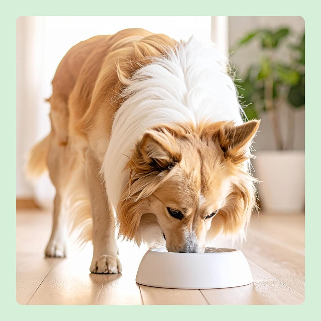 Trockenfutter fuer Hunde 5 Sorten mit Huhn und Lachs verschiedene Geschmacksrichtungen