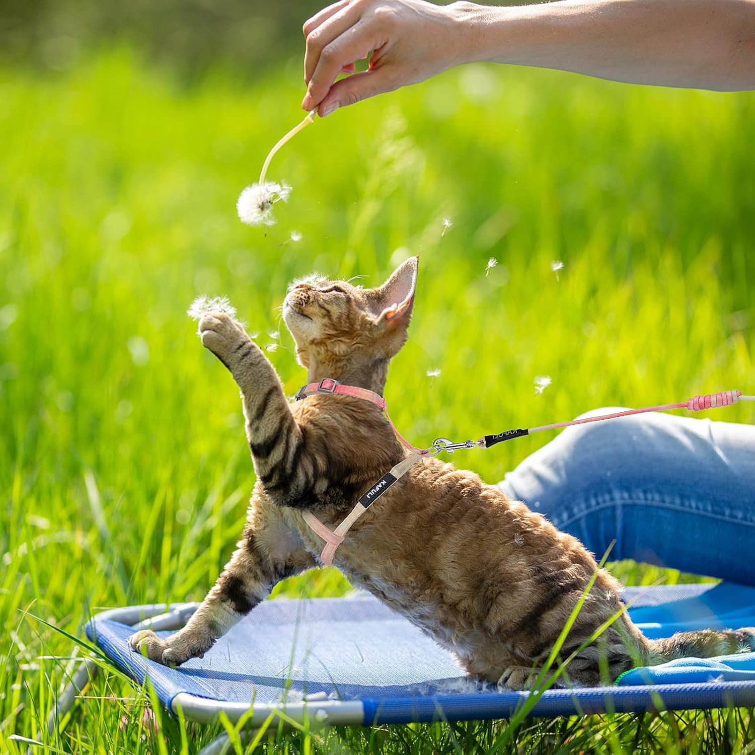 TIESOME Katzengeschirr mit Leine und Halsband, verstellbar, ausbruchsicher, Farb