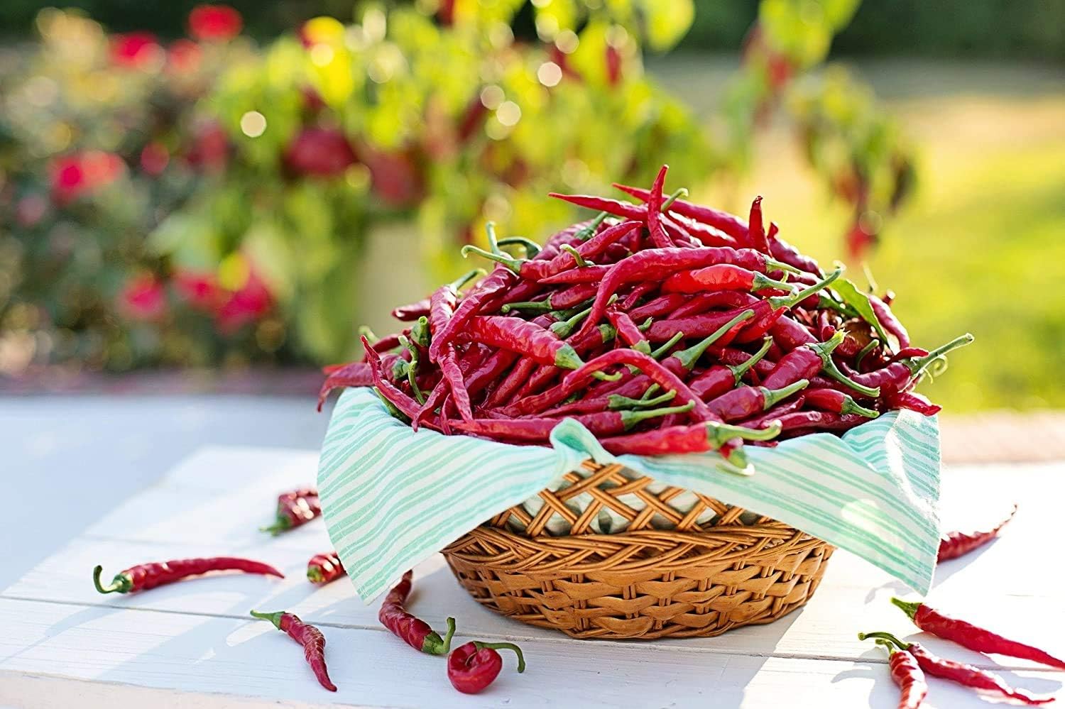 Chili Anzuchtset mit Samen und Pflanzanleitung Geschenk fuer Herren